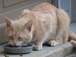 litière,litières,litière pour chat,litière pas cher,litiere,chat quotidien