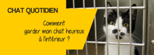 chat intérieur