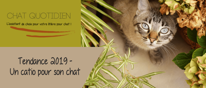 catio chat