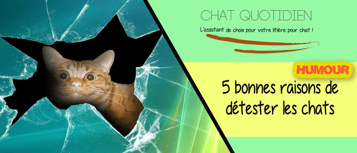 chat quotidien détester les chats