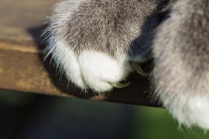 la griffe du chat