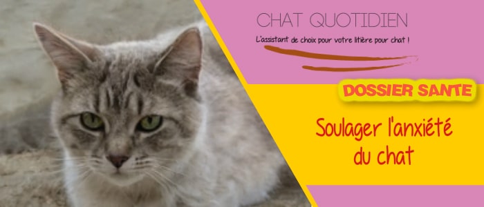 stress et anxiete chat