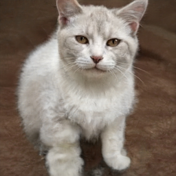 mon chat stressé