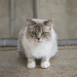 traiter le stress du chat