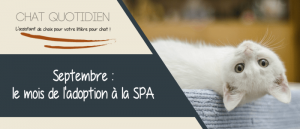 un mois pour adopter a la spa 2020