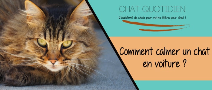 solutions pour calmer un chat en voiture