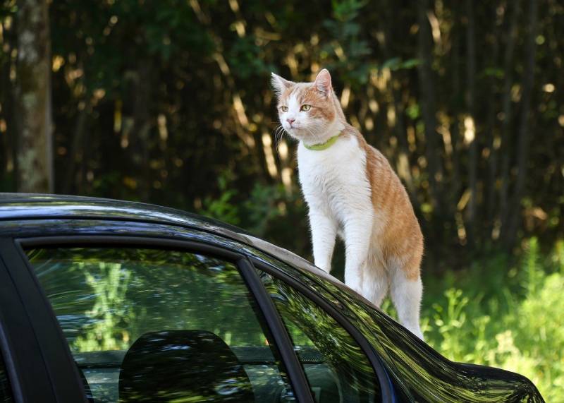 où mettre le chat en voiture ?