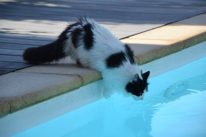 calmer un chat en chaleur les astuces et techniques qui fonctionnent