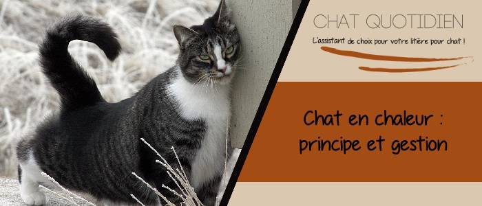 calmer un chat qui a ses chaleurs