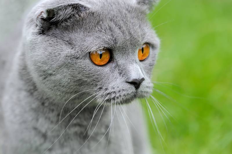 le chat apprécie fortement terre diatomée biologique