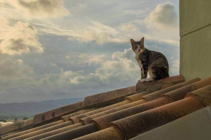 chat en chaleur qui s'enfuit sur les toits