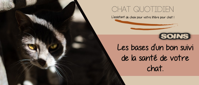 les 3 bases du suivi de la santé du chat