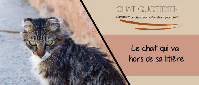 chat caca hors litiere que faire ?