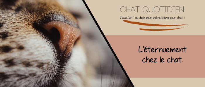 chat qui fait atchoum