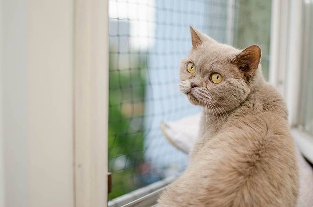 comment mettre en sécurité mon chat ?