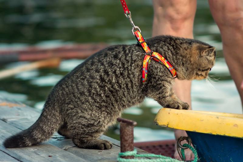 chat qui découvre le monde en laisse