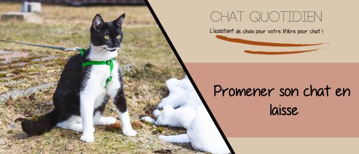 promenade d'un chat en laisse : les tehcniques