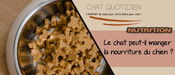 nutrition du chat : le chat mange la nourriture du chien est ce grave ?