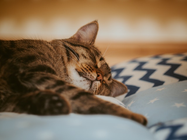 chat qui dort après les câlins