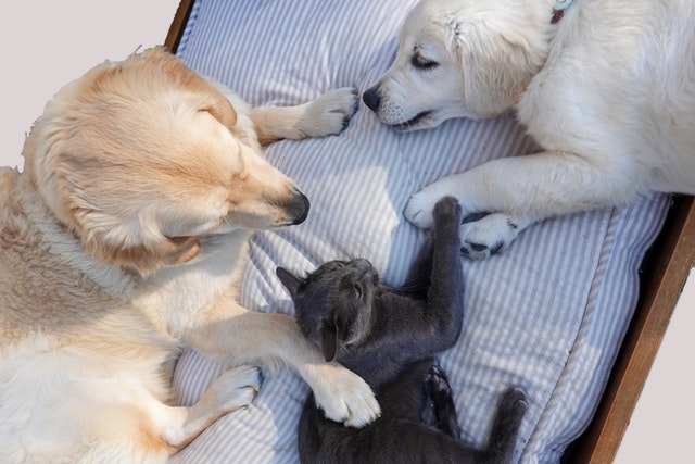 le chat peut bien vivre avec les chiens