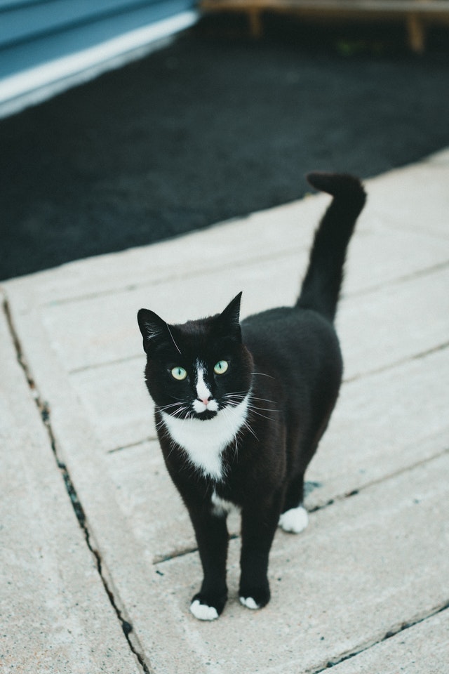 chat qui se frotte et est heureux