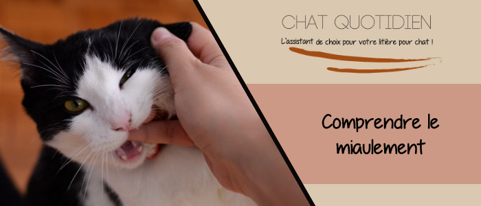 guide pour comprendre le miaulement des chats