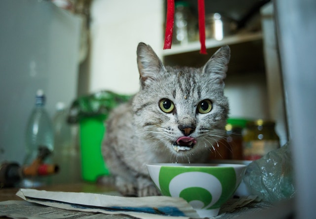 les besoins protéinés chez le chat