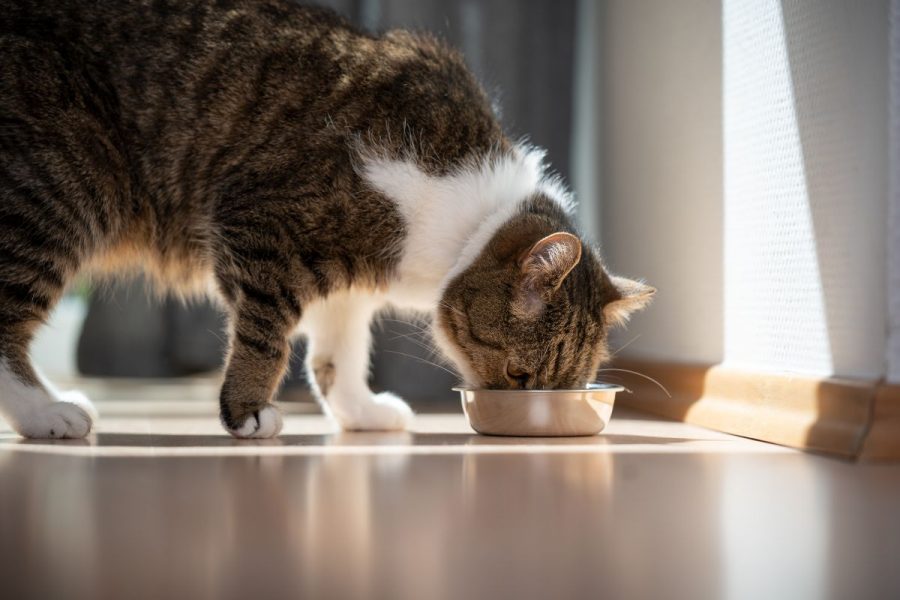 chat très heureux qui se nourrit au calme