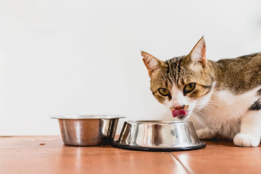 choisir l'emplacement de la gamelle du chat