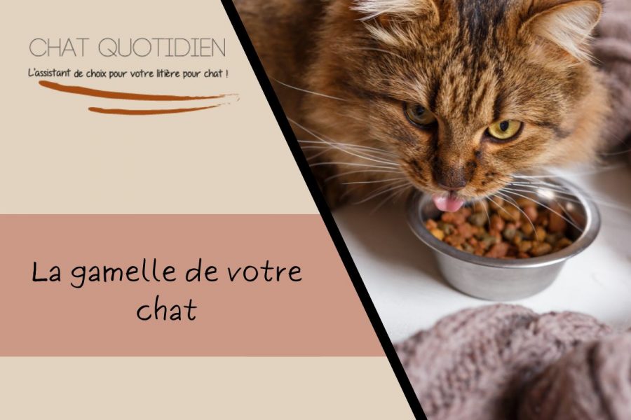 tout savoir sur la gamelle du chat