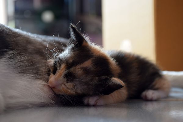 chaton qui tête sa maman