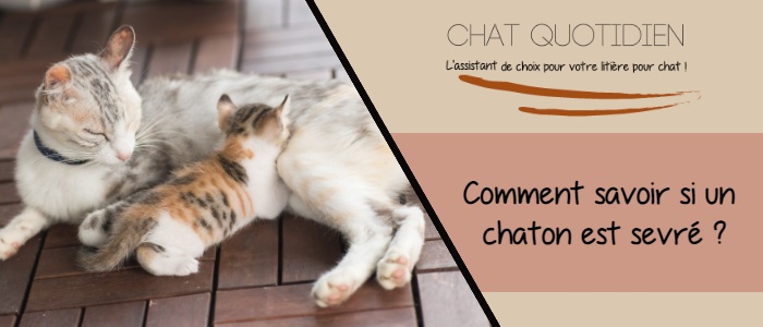 comment savoir si un chaton est correctement sevré