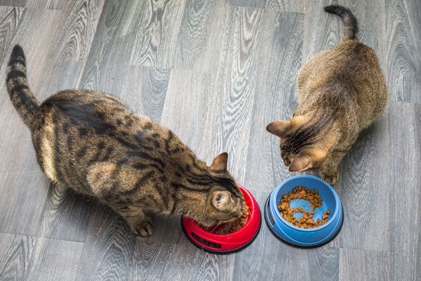 croquettes pour chat guide