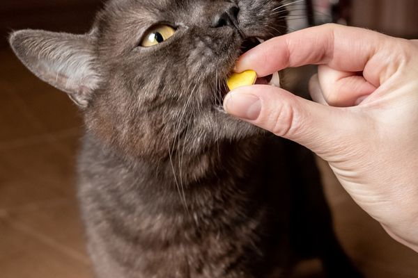 chat qui mange une friandise