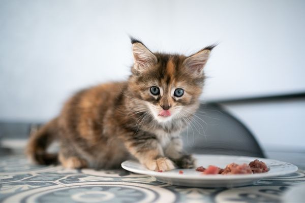 comment nourrir un chaton lors de son sevrage