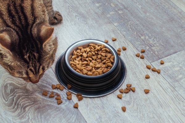 le chat qui renverse ses croquettes au sol : problème courant