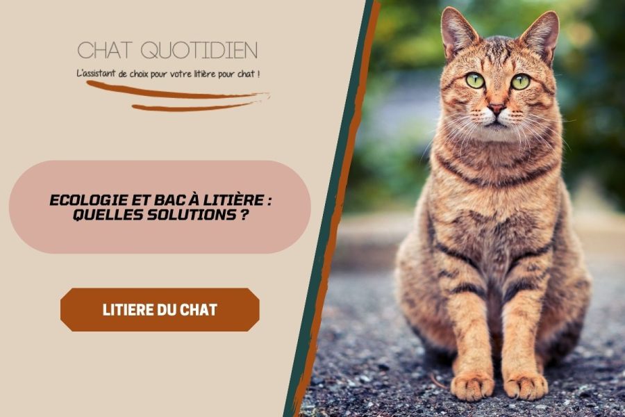 Les solutions écologiques pour la litière du chat