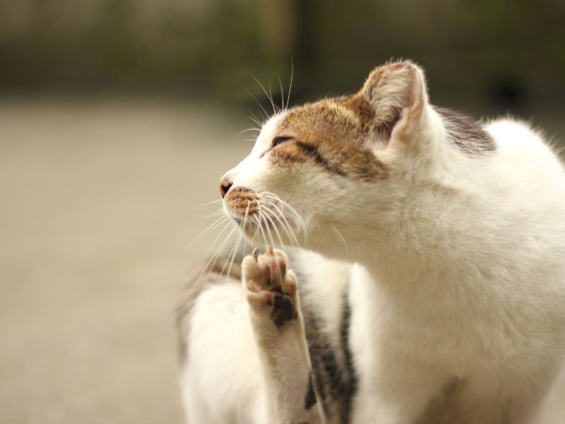 chat qui se gratte : dermatite