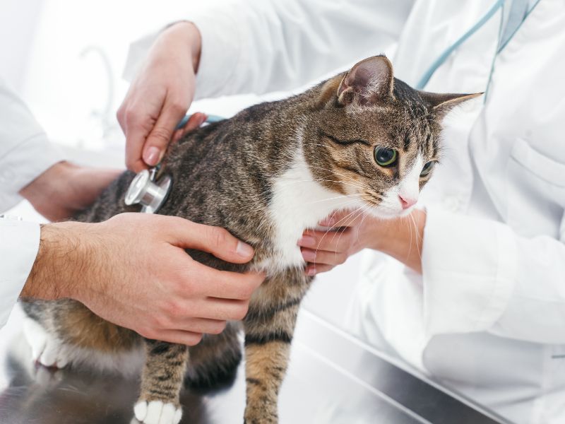 chat test veterinaire