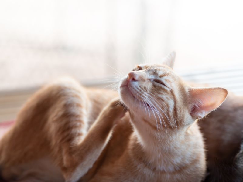 Démangeaisons trop fortes chez le chat